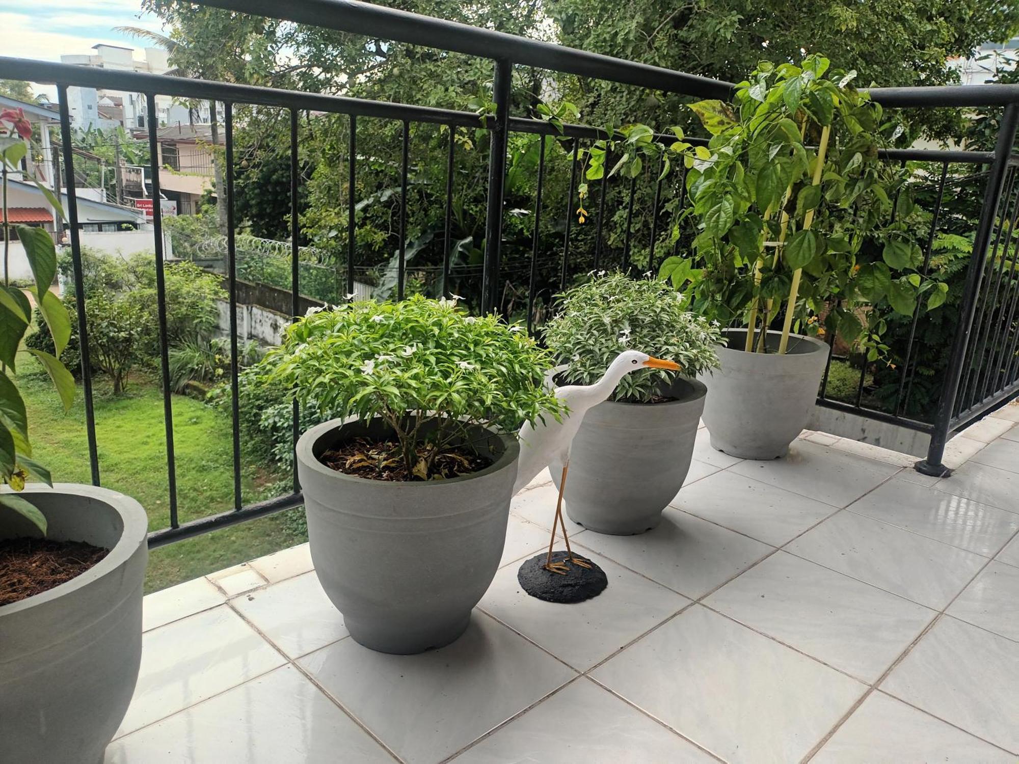 Lovely Flowers In Mount Lavinia Dehiwala-Mount Lavinia Εξωτερικό φωτογραφία