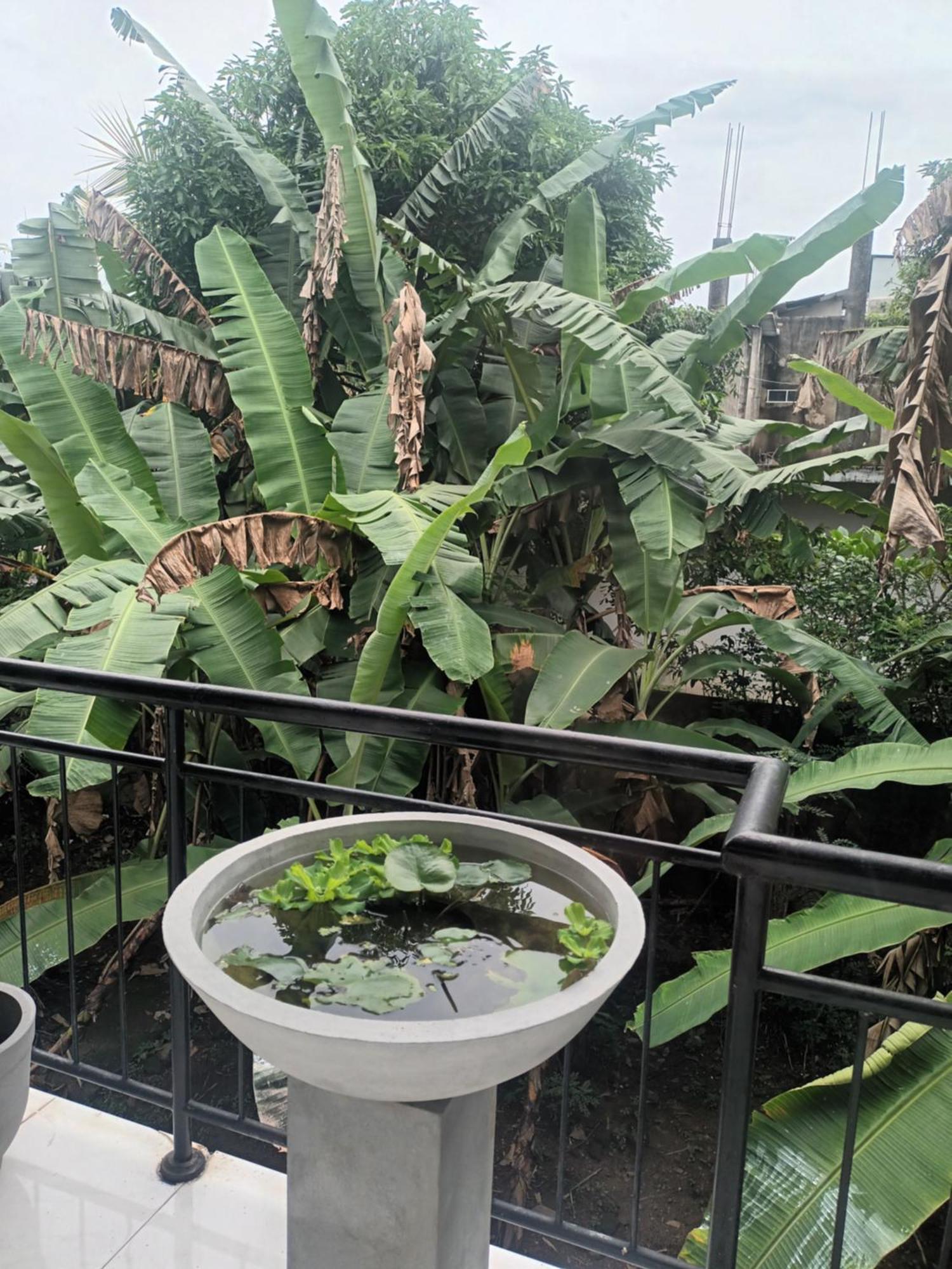 Lovely Flowers In Mount Lavinia Dehiwala-Mount Lavinia Εξωτερικό φωτογραφία